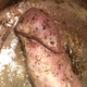 Illustration for article titled Whoa, Man, This Pork Tenderloin emReally/em Looks Like A Dong